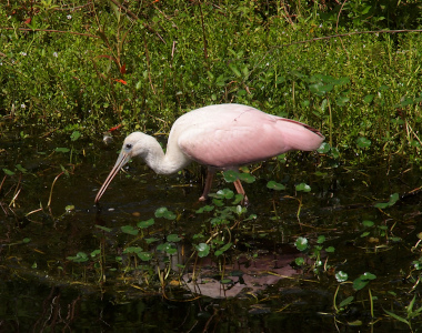 [The spoonbill stands in shallow water with leafy greens hiding most of its legs. The bird faces left with its bill slightly open and its head bent towards the water. Its head, neck, and upper body are mostly white with the rest, including the legs a pale pink.]